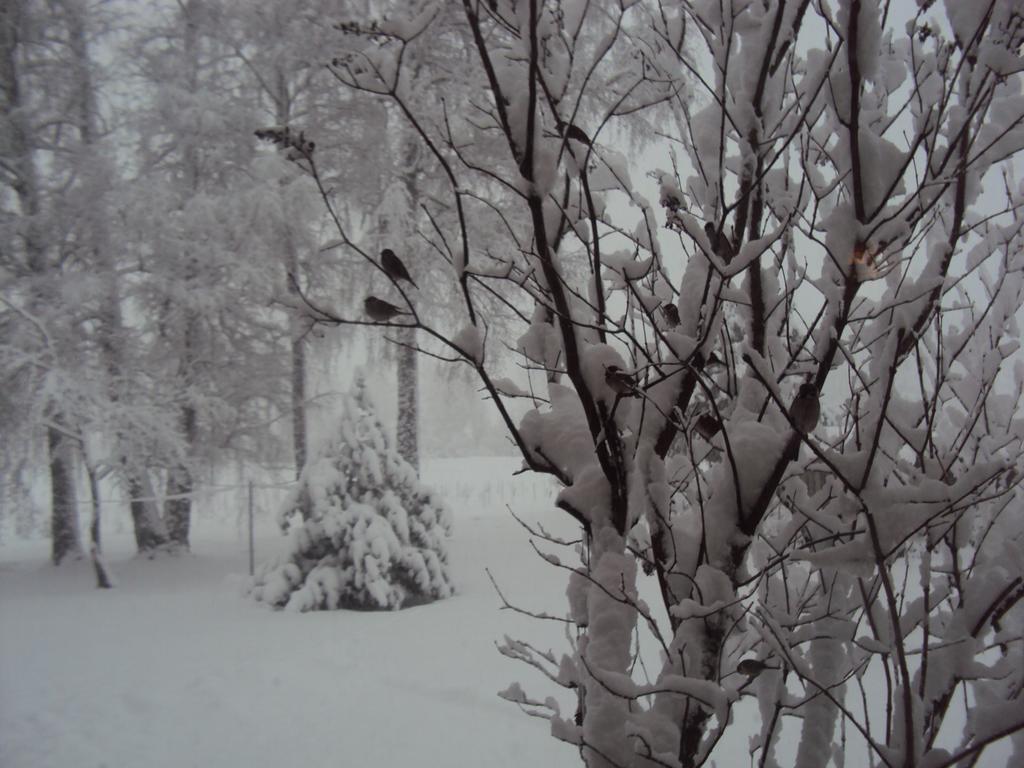 Saule Talsi Exterior foto